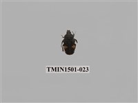 藏品(金龜子科(七))的圖片